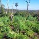 Cultivo de marihuana en zona de la Colonia Arroyo Claro, perteneciente a la Reserva San Rafael. Foto: Senad.