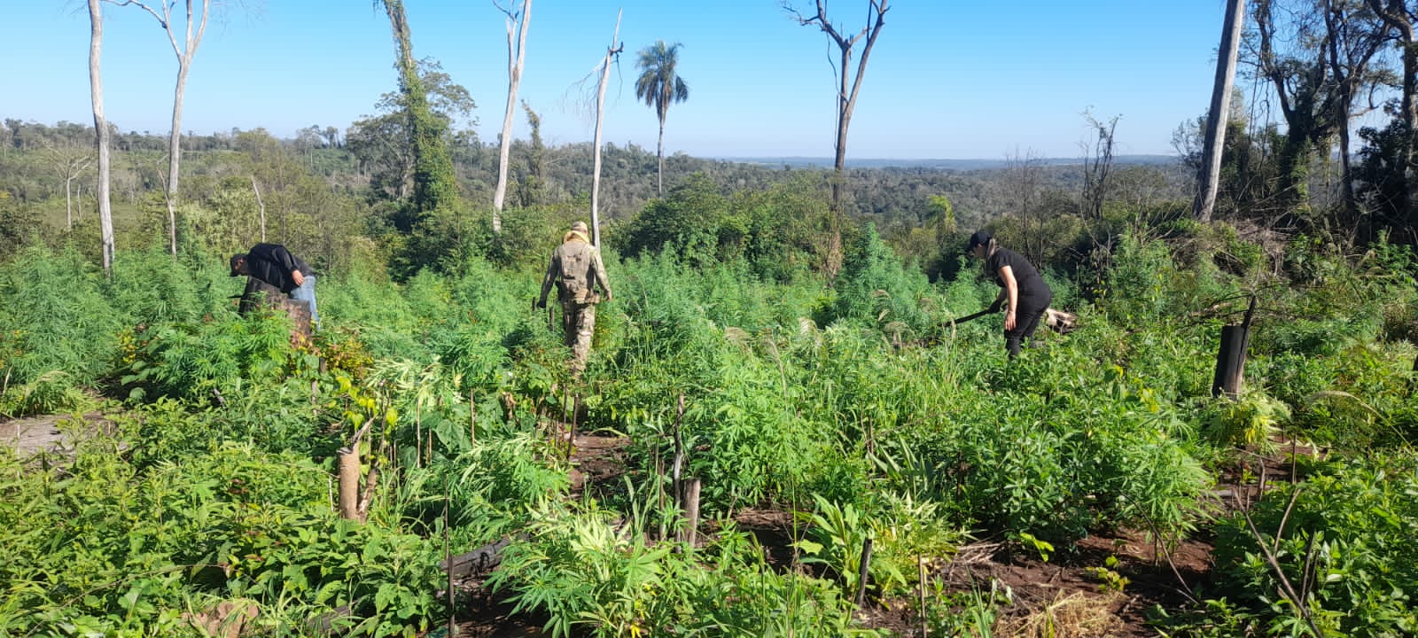 Cultivo de marihuana en zona de la Colonia Arroyo Claro, perteneciente a la Reserva San Rafael. Foto: Senad.