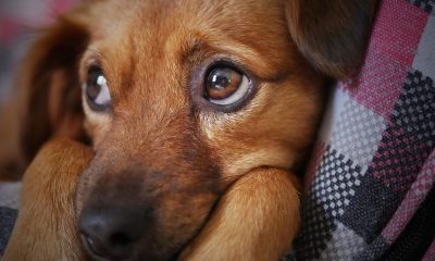 Esta simpática y curiosa efeméride tiene como finalidad fomentar la adopción de perros mestizos, Foto: Archivo.