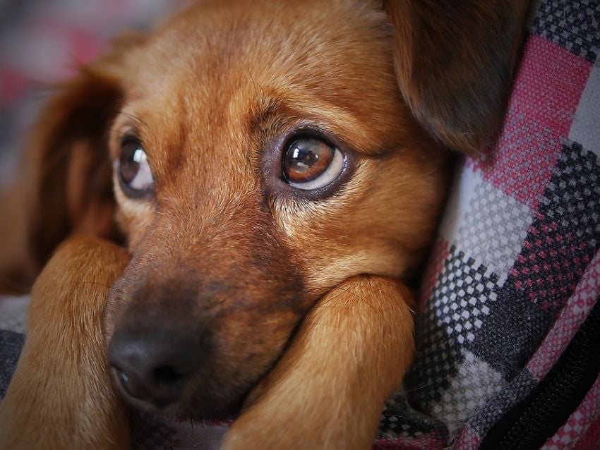 Esta simpática y curiosa efeméride tiene como finalidad fomentar la adopción de perros mestizos, Foto: Archivo.