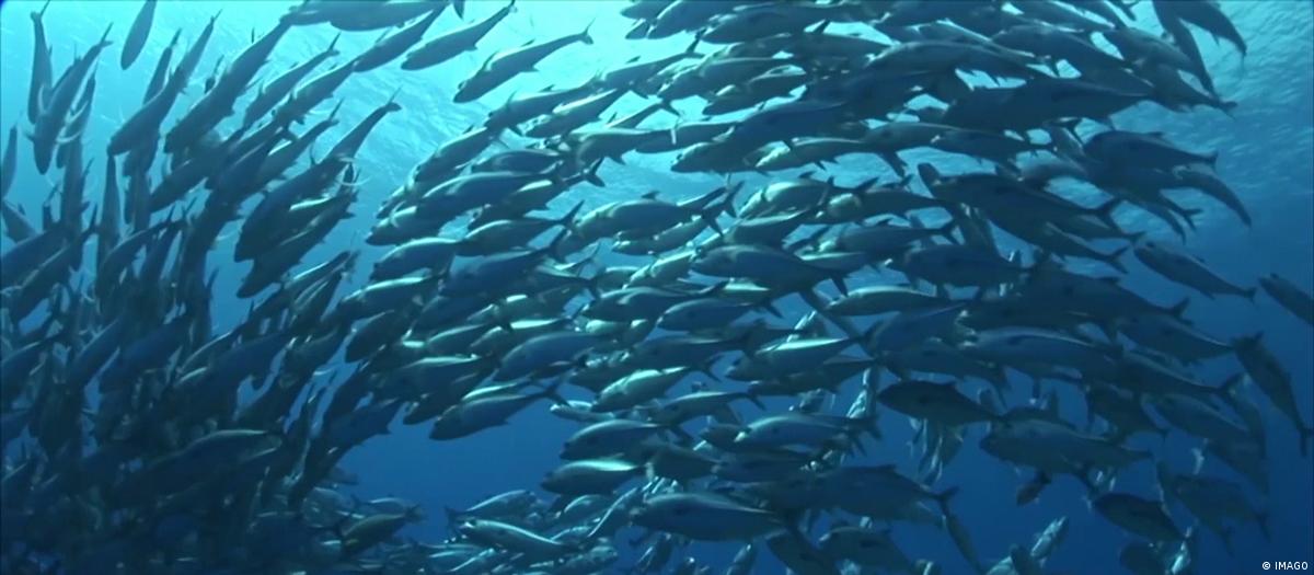 Los océanos producen el 50 por ciento del oxígeno de la Tierra. Foto: DW.