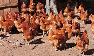 Gallinas ponedoras. Foto referencial.