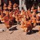 Gallinas ponedoras. Foto referencial.