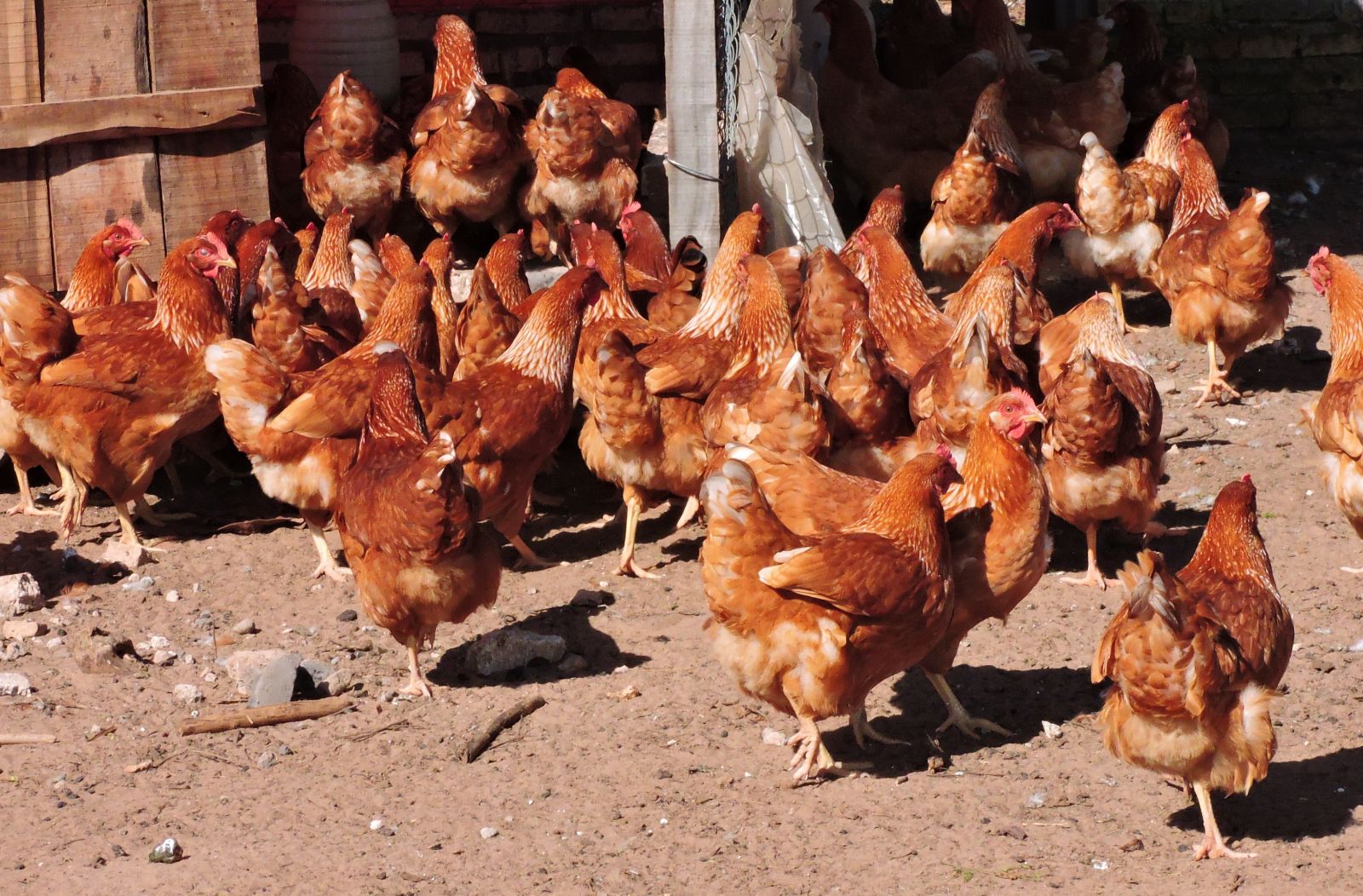 Gallinas ponedoras. Foto referencial.