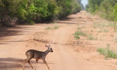 La directora de la organización ambiental WWF Paraguay, Lucy Aquino, sostuvo que será un retroceso ambiental, social y económico aprobar el proyecto que pretende buscar hidrocarburos en el Parque Nacional Médanos del Chaco. Foto: Gentileza.