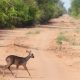 La directora de la organización ambiental WWF Paraguay, Lucy Aquino, sostuvo que será un retroceso ambiental, social y económico aprobar el proyecto que pretende buscar hidrocarburos en el Parque Nacional Médanos del Chaco. Foto: Gentileza.