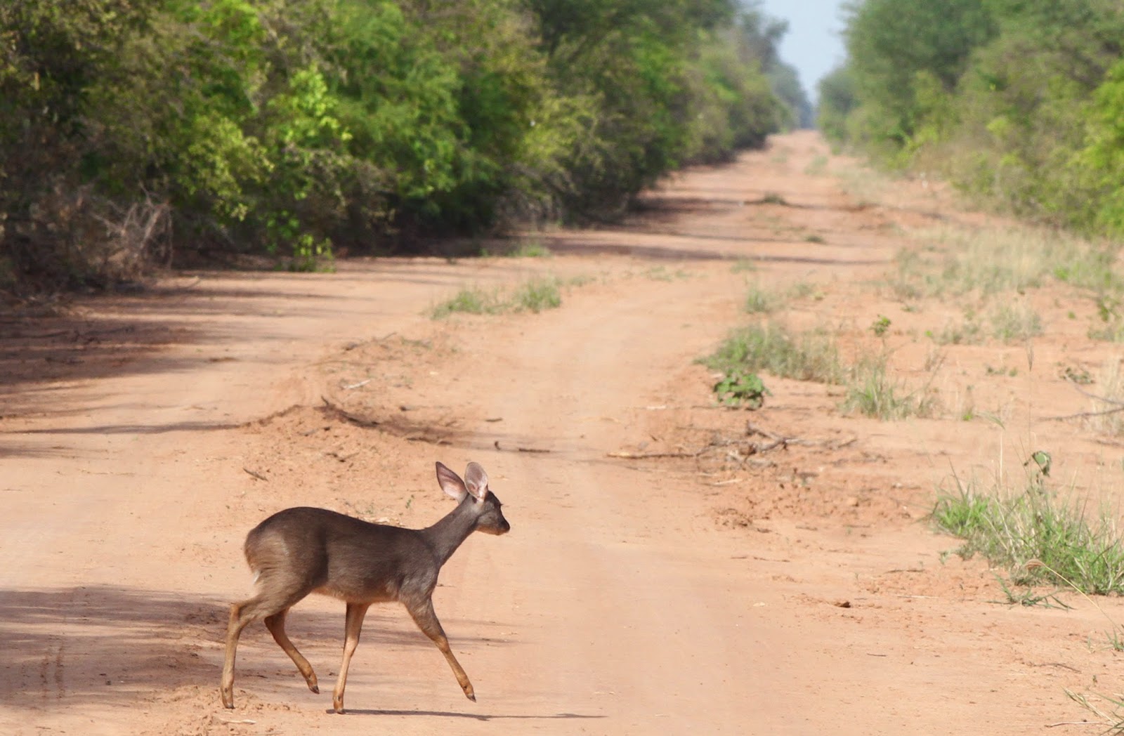 La directora de la organización ambiental WWF Paraguay, Lucy Aquino, sostuvo que será un retroceso ambiental, social y económico aprobar el proyecto que pretende buscar hidrocarburos en el Parque Nacional Médanos del Chaco. Foto: Gentileza.