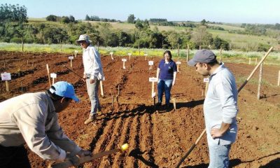 Producción agrícola. Foto: Gentileza.