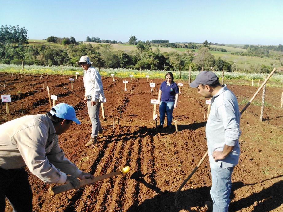 Producción agrícola. Foto: Gentileza.