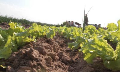 Plantación de lechugas. Foto: Gentileza.