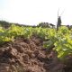 Plantación de lechugas. Foto: Gentileza.