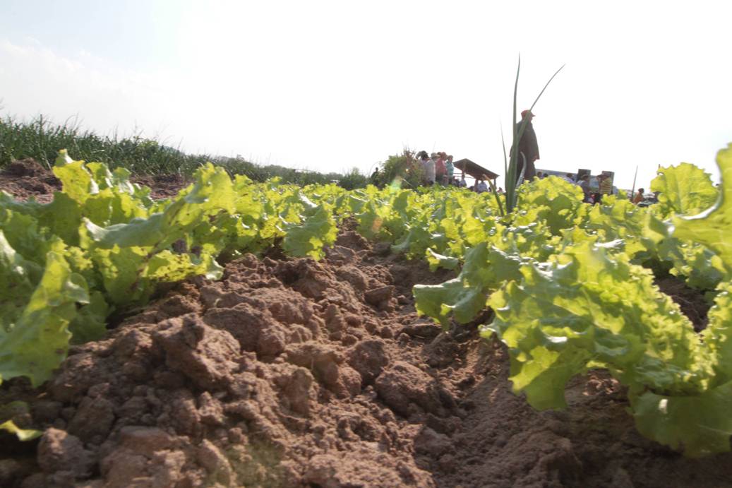 Plantación de lechugas. Foto: Gentileza.