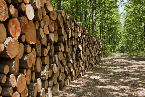 Producción nacional de madera. Foto: Gentileza.