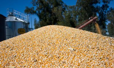 Silo con producción de maíz. Foto: Gentileza.