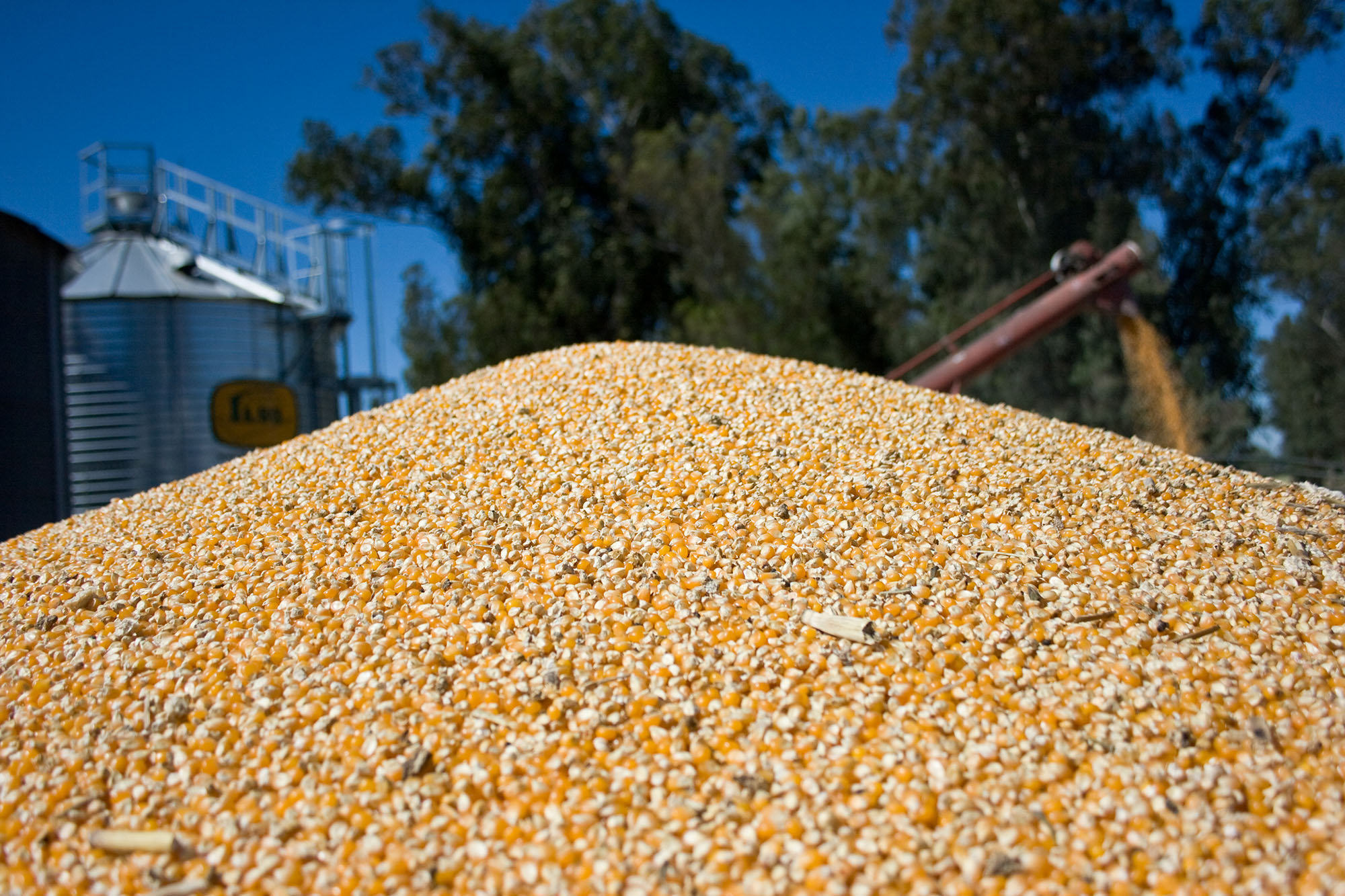 Silo con producción de maíz. Foto: Gentileza.