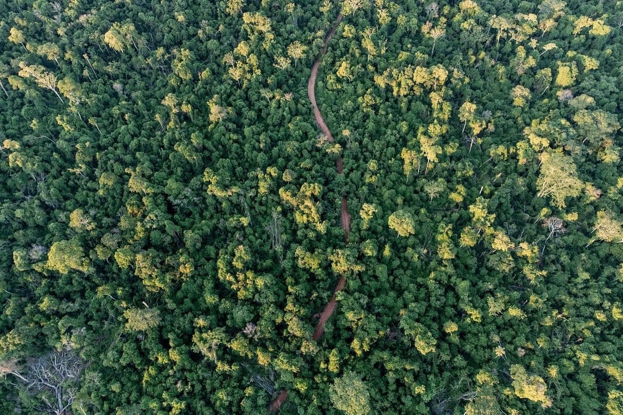 Reserva Natural del Bosque Mbaracayú. Foto: Fundación Moisés Bertoni.