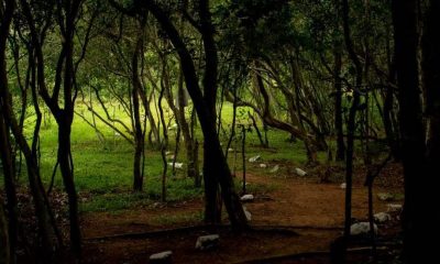 Paraguay puede ser un “país imán” sobre la gestión de los bosques, dijo el diario español El País. Foto: El PaÍs.