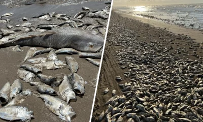 Peces muertos en playa de Texas. Foto: Telemundo.