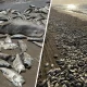 Peces muertos en playa de Texas. Foto: Telemundo.