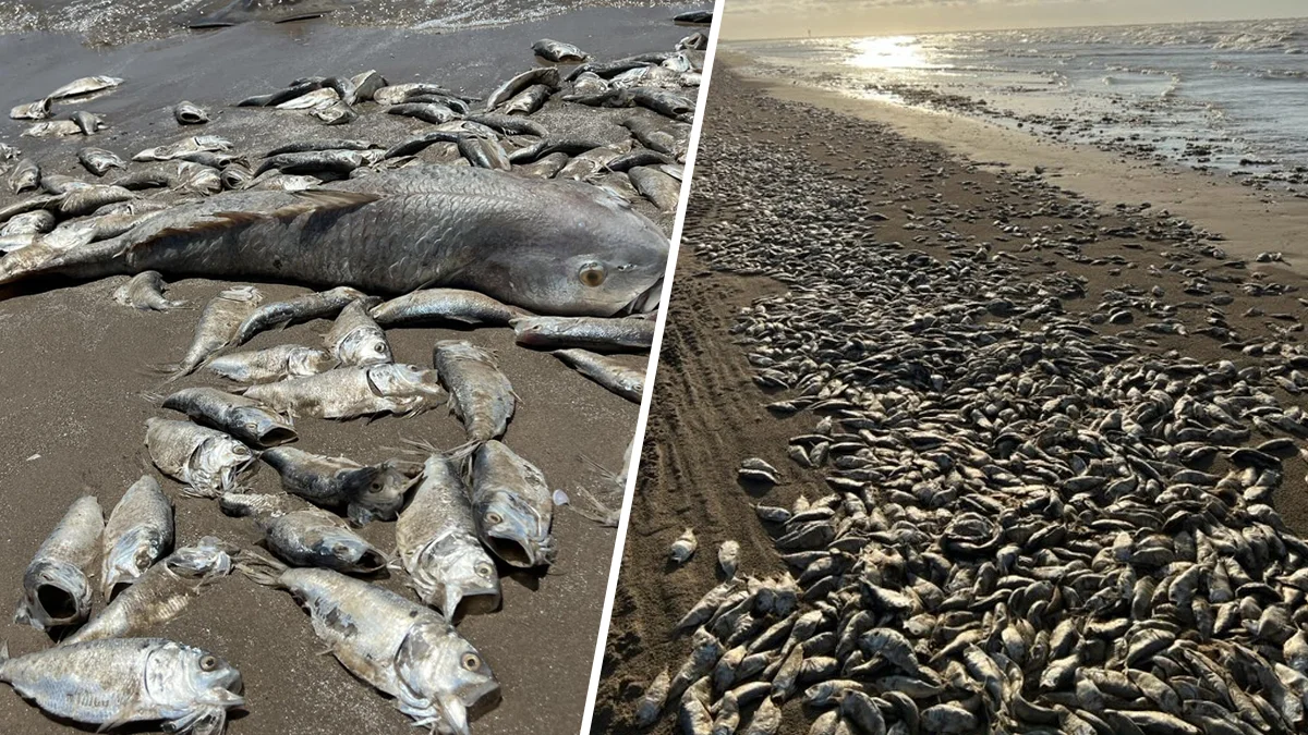 Peces muertos en playa de Texas. Foto: Telemundo.