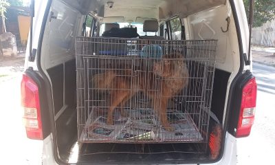 El animal presentaba heridas y mal estado. Foto: Policía Nacional.