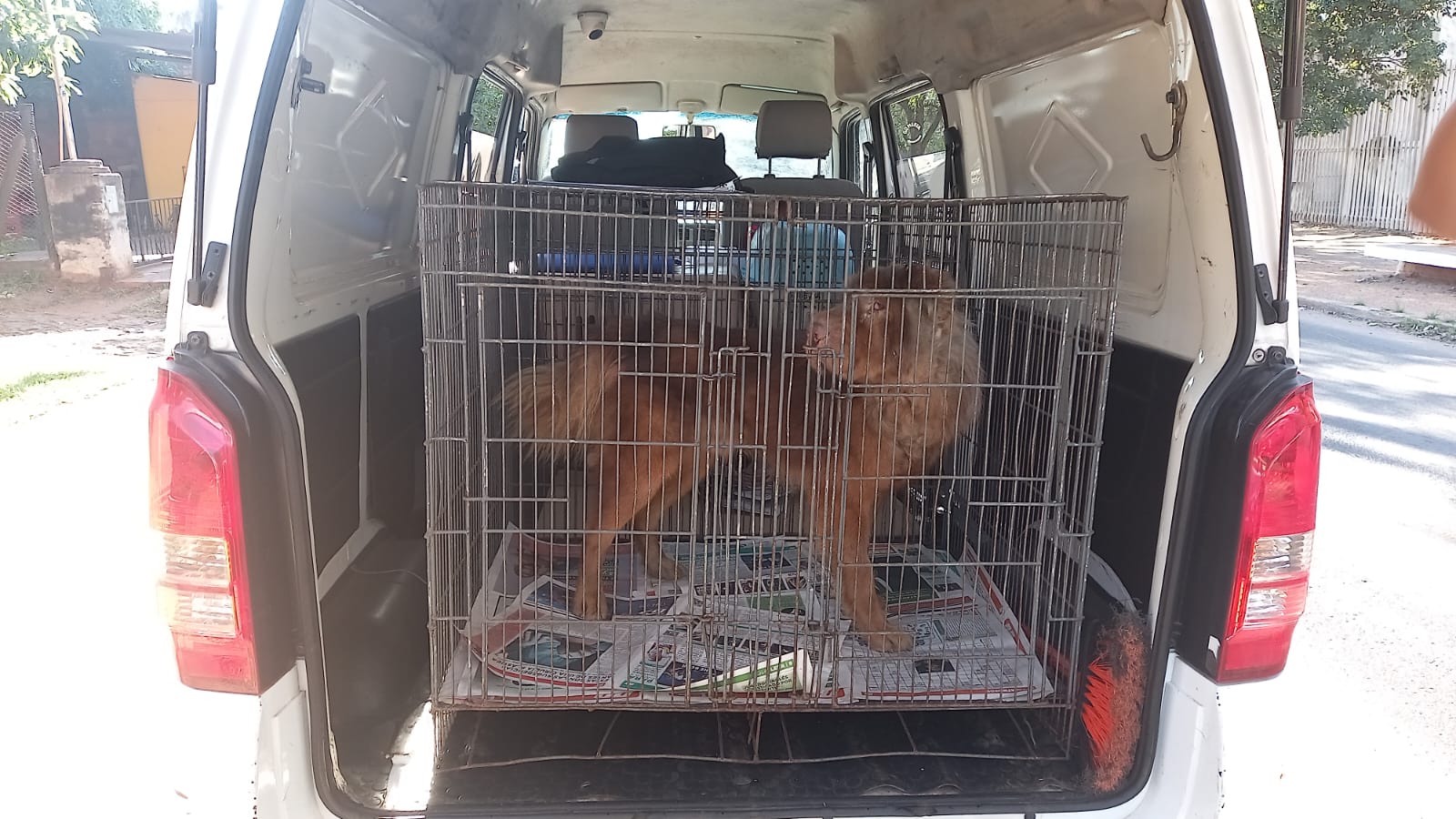 El animal presentaba heridas y mal estado. Foto: Policía Nacional.