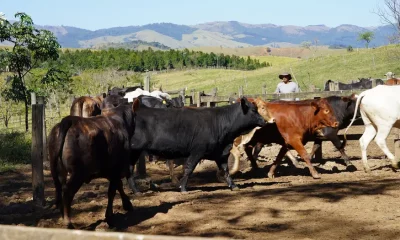 Ganado bovino. Foto: DW.