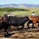 Ganado bovino. Foto: DW.