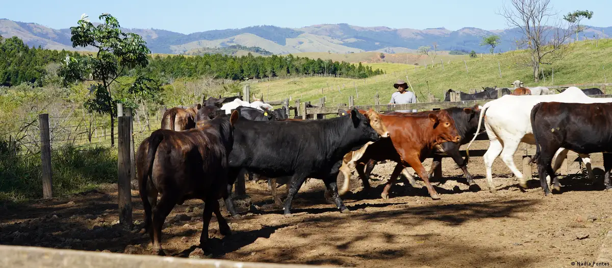 Ganado bovino. Foto: DW.