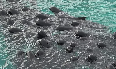 Ballenas. Foto: DW.