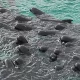 Ballenas. Foto: DW.