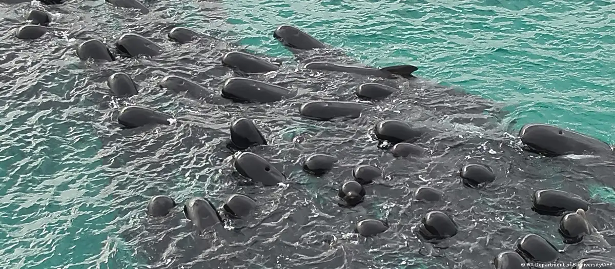 Ballenas. Foto: DW.