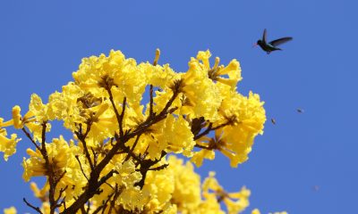 Lapacho amarillo Handroanthus ochraceus ssp. ochraceus. Foto: Lidia Pérez de Molas.