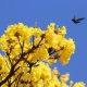 Lapacho amarillo Handroanthus ochraceus ssp. ochraceus. Foto: Lidia Pérez de Molas.