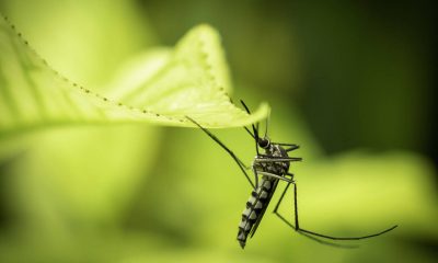 Mosquito. Foto: National Geopraphic.