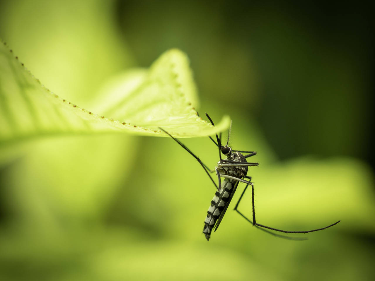 Mosquito. Foto: National Geopraphic.