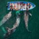 "Amigos", obra de Joseph Cheires, es el título elegido para esta instantánea en la que un grupo de ballenas grises se acerca a una barca de turistas en las lagunas someras de Baja California Sur (México). Foto: Captura por El País.