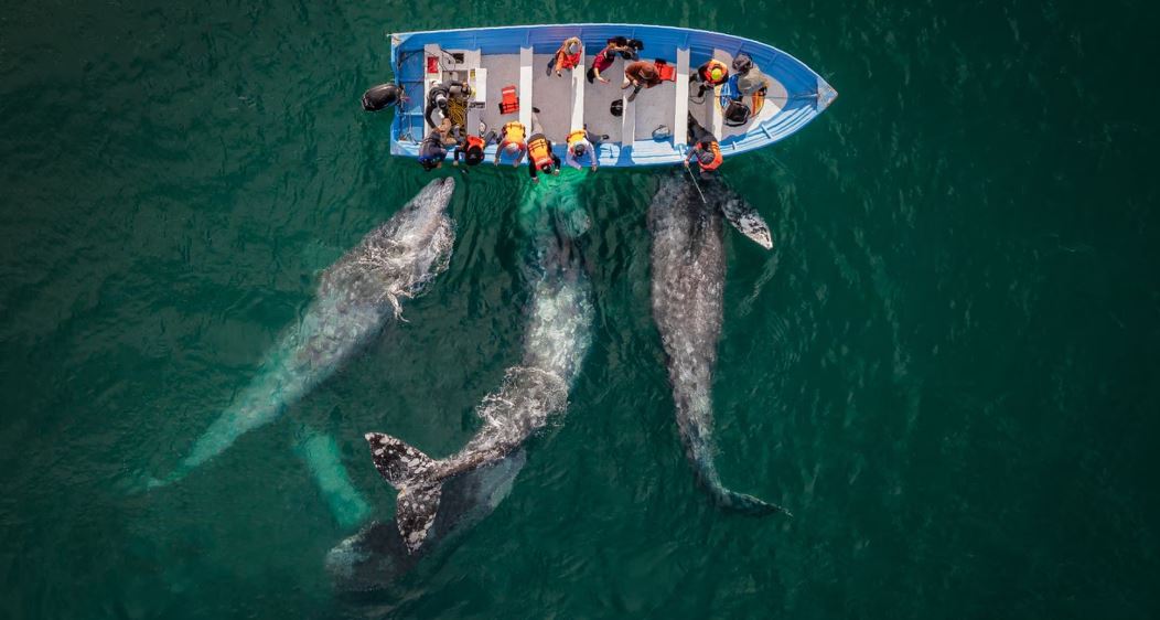 "Amigos", obra de Joseph Cheires, es el título elegido para esta instantánea en la que un grupo de ballenas grises se acerca a una barca de turistas en las lagunas someras de Baja California Sur (México). Foto: Captura por El País.