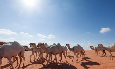 Camellos. Foto referencial. El Perfil.