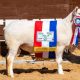 El remate se realizó este sábado en el predio de la Asociación Rural del Paraguay. Foto: Valor Agro