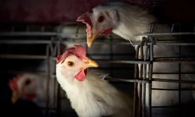 Aves de corral. Foto referencial: Clarín.