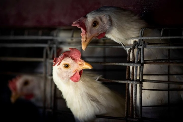 Aves de corral. Foto referencial: Clarín.