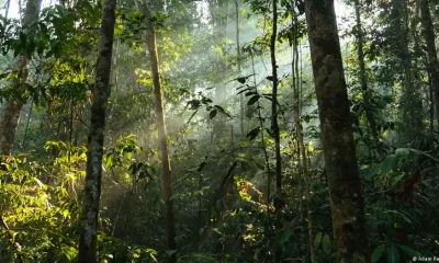 Bosques tropicales. Foto: DW.