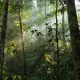 Bosques tropicales. Foto: DW.