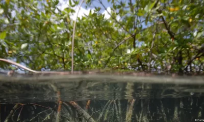 Manglares en el archipiélago de Guadalupe. Estos ecosistemas son barreras naturales que protegen a las poblaciones de eventos extremos como tsunamis .Foto: DW.