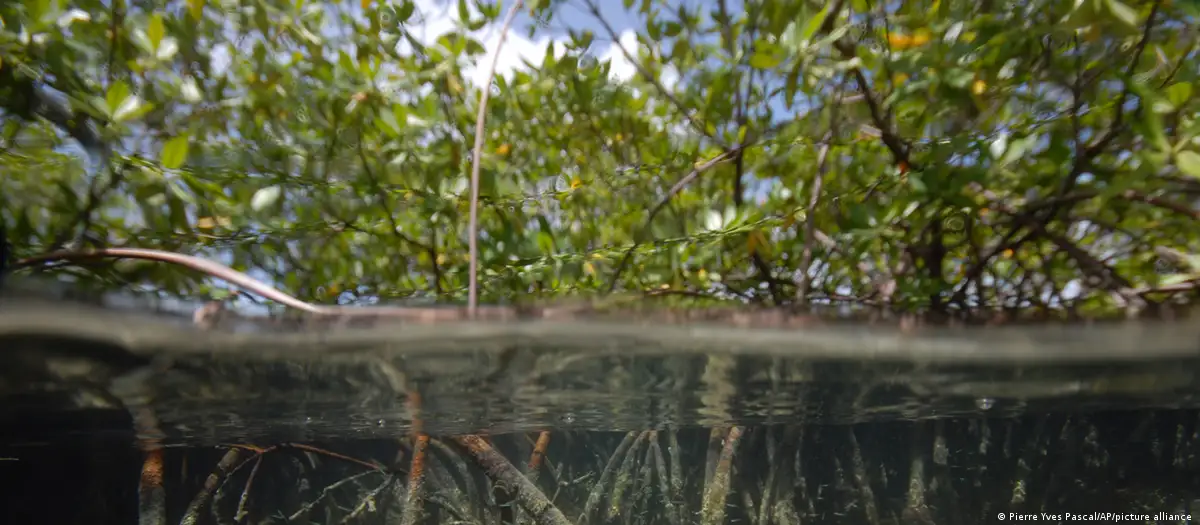 Manglares en el archipiélago de Guadalupe. Estos ecosistemas son barreras naturales que protegen a las poblaciones de eventos extremos como tsunamis .Foto: DW.