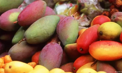 Mangos. Foto: DW.