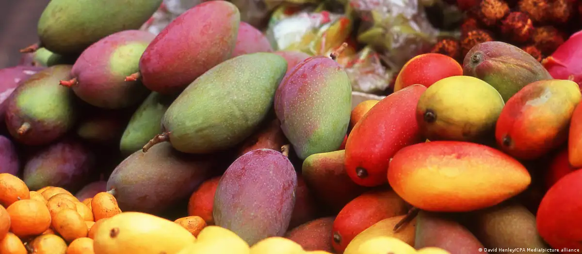 Mangos. Foto: DW.