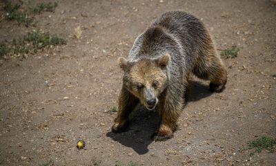 Oso. Foto referencial.