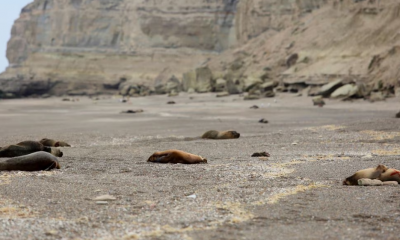 Lobos marinos. Foto: El País.